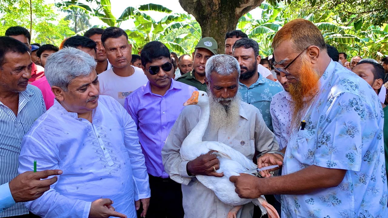 রাজশাহীর পবায় ফ্রি টিকায় সুরক্ষিত হচ্ছে ৮৩ হাজার গবাদিপশু ও হাঁস-মুরগি, স্বস্তিতে প্রান্তিক খামারিরা